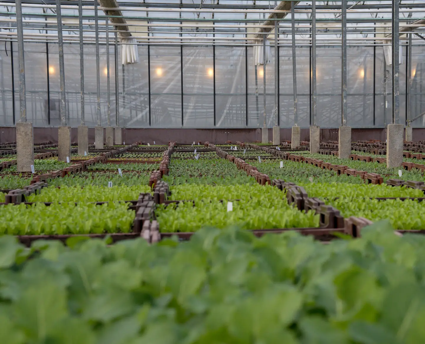 Trays met jonge groenteplanten klaar voor afhalen