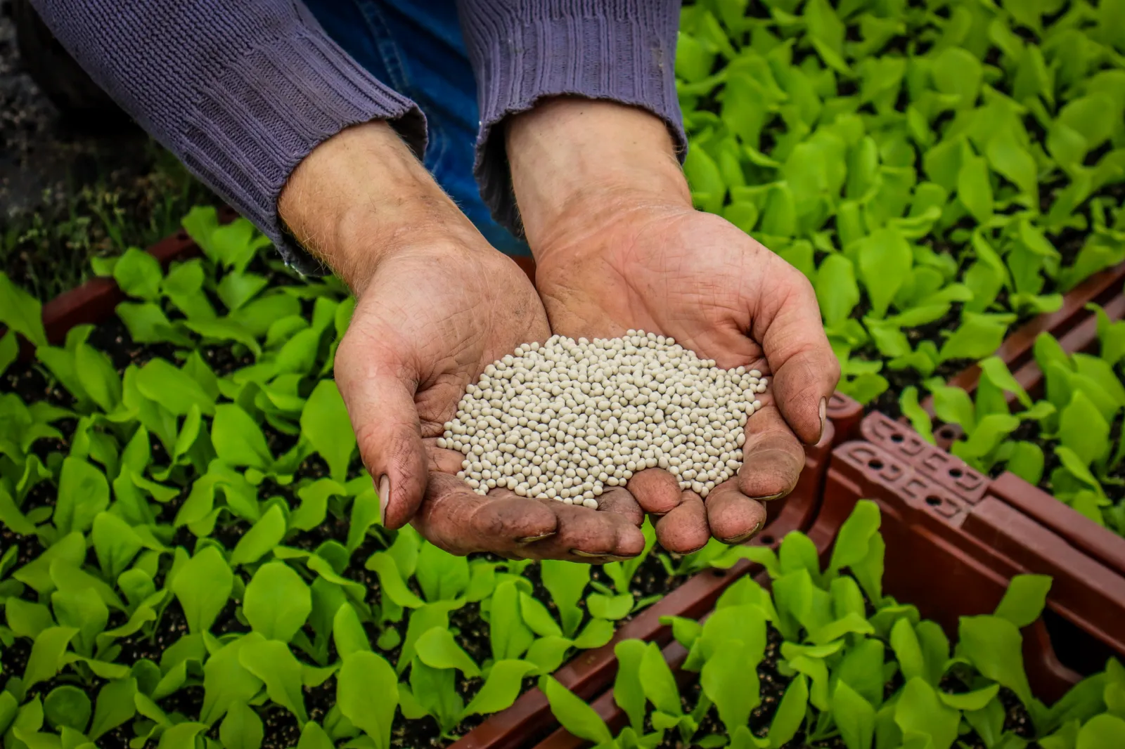 Handen vol zaad boven bakken met jonge plantjes
