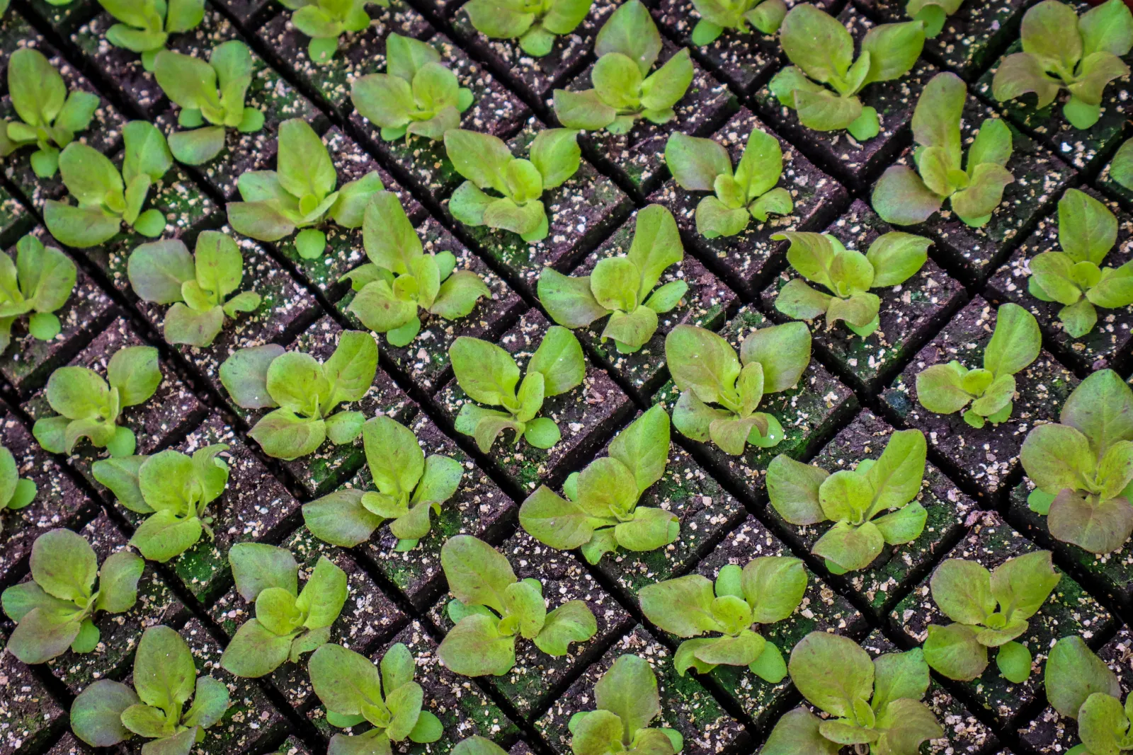 Kiemplantjes in perskluiten van bovenaf