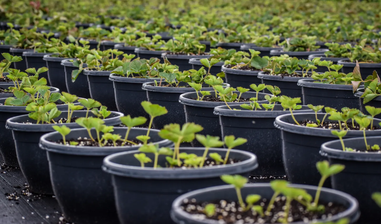 Jonge aardbeiplanten in potten in de kas