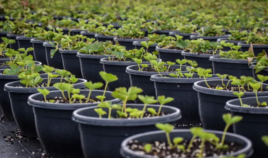 Jonge aardbeiplanten in potten in de kas
