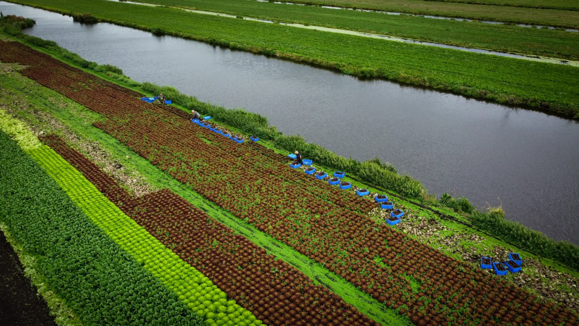 Luchtfoto van medewerkers aan het werk tussen de rijen sla op de akker