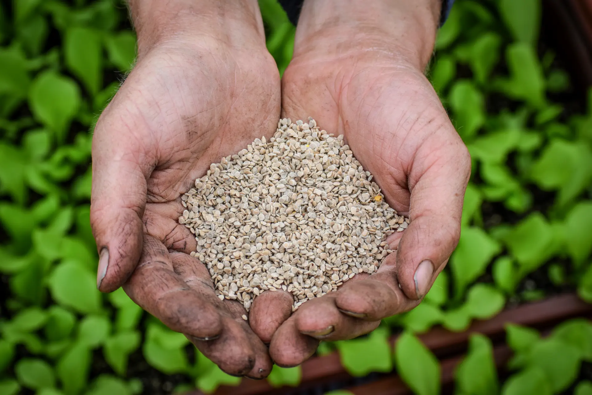 Twee handen vol groentezaad boven bakken met jonge planten