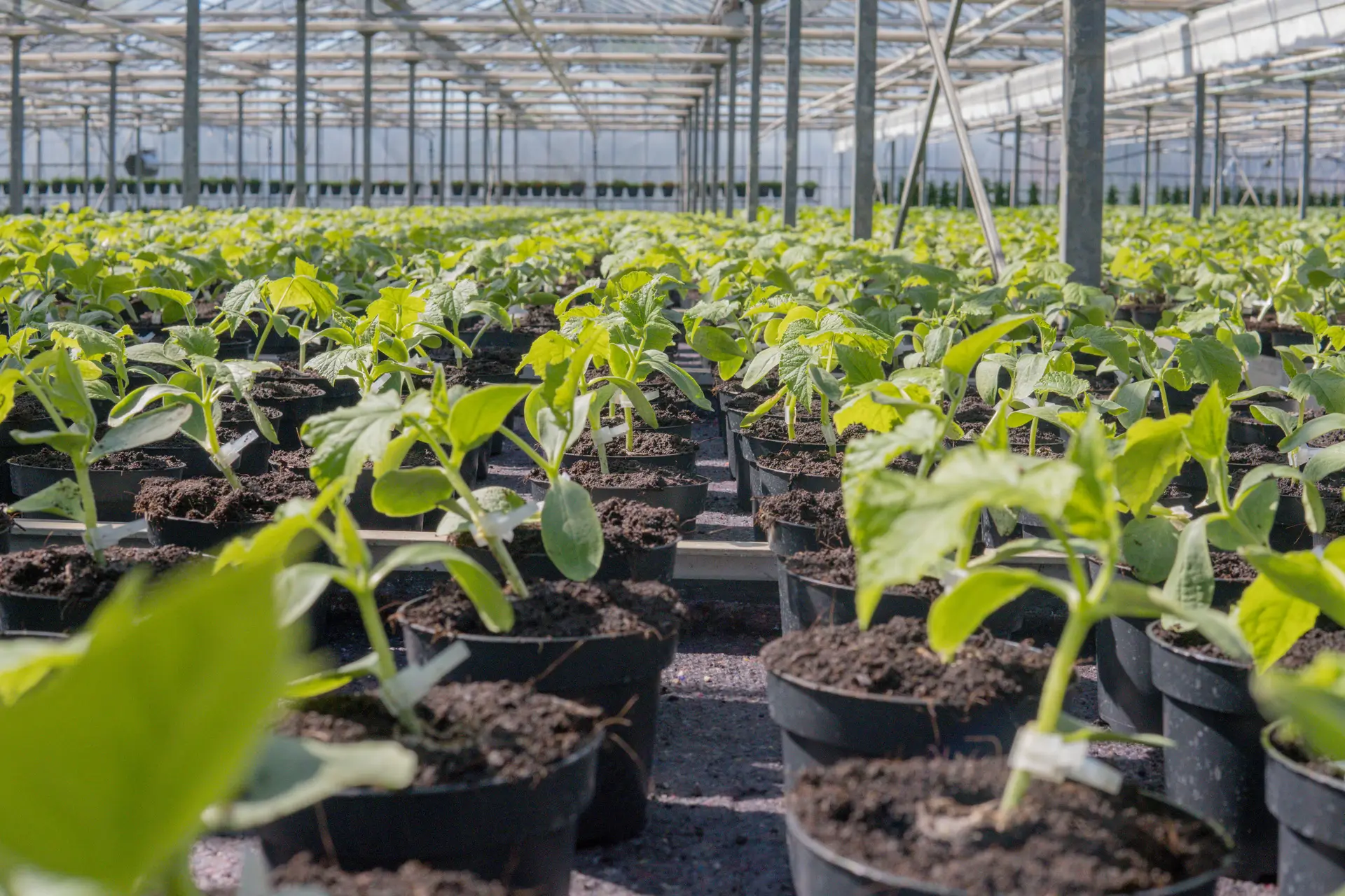 Jonge planten in potten in de kas van Gebr. de Gier
