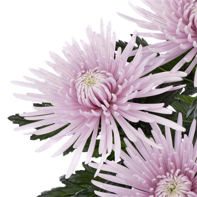 Chrysanten inkopen - categorieafbeelding