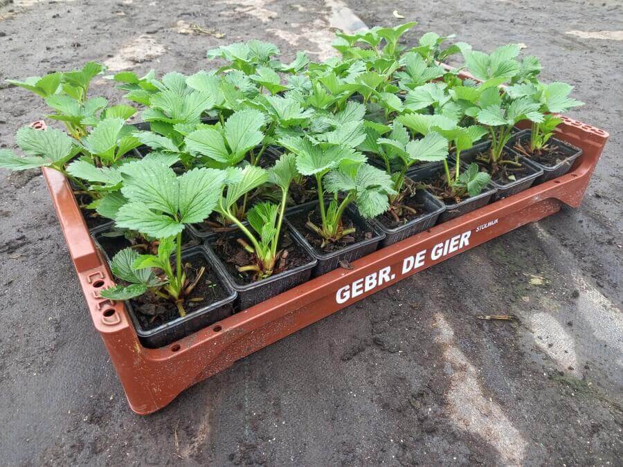 Aardbeien