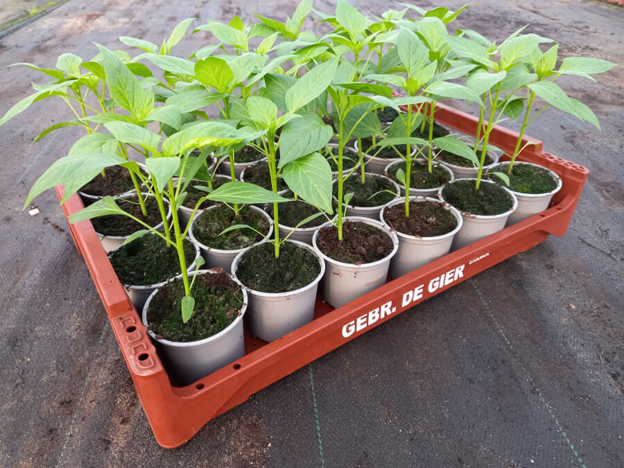 Paprika