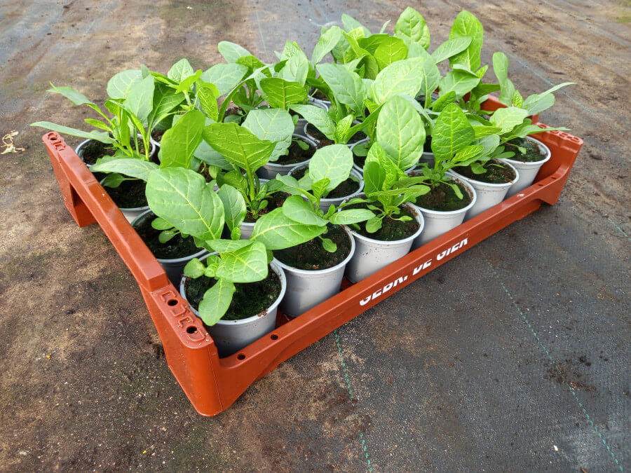 Aubergine