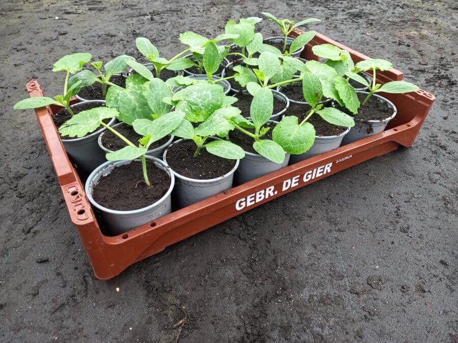 Courgette
