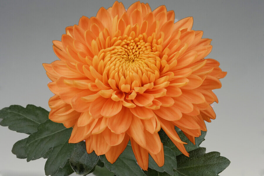 Chrysanten