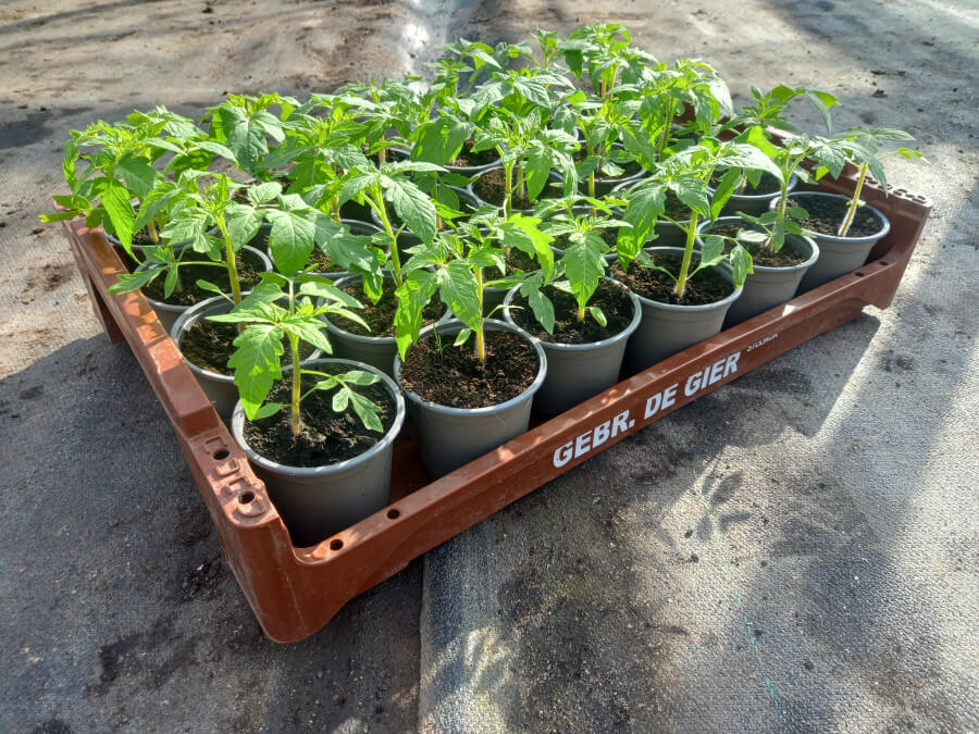 Tomaten
